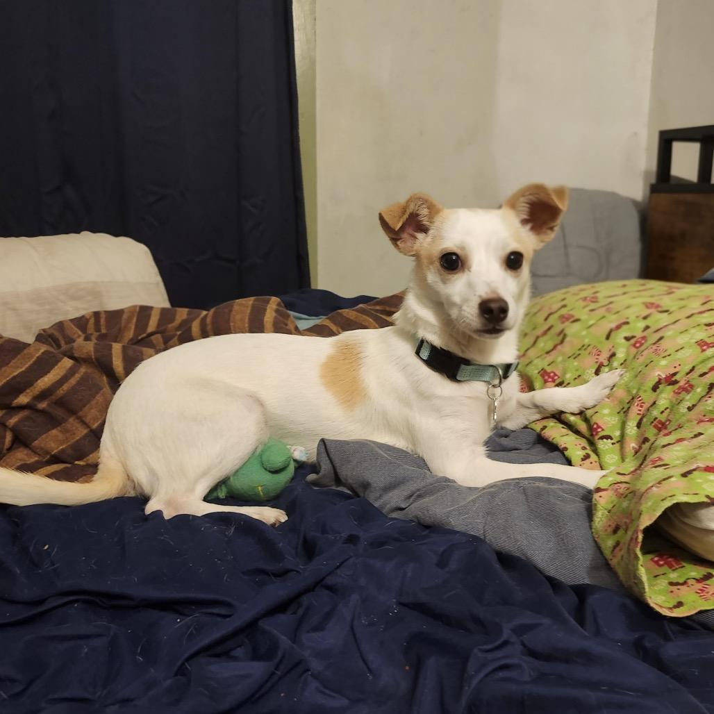 Enlarge Lily, a Adoptable Mixed Breed in Madison, WI image 2/6