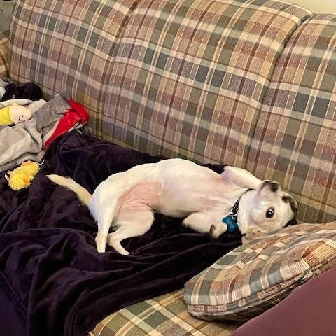 Enlarge Lily, a Adoptable Mixed Breed in Madison, WI image 6/6