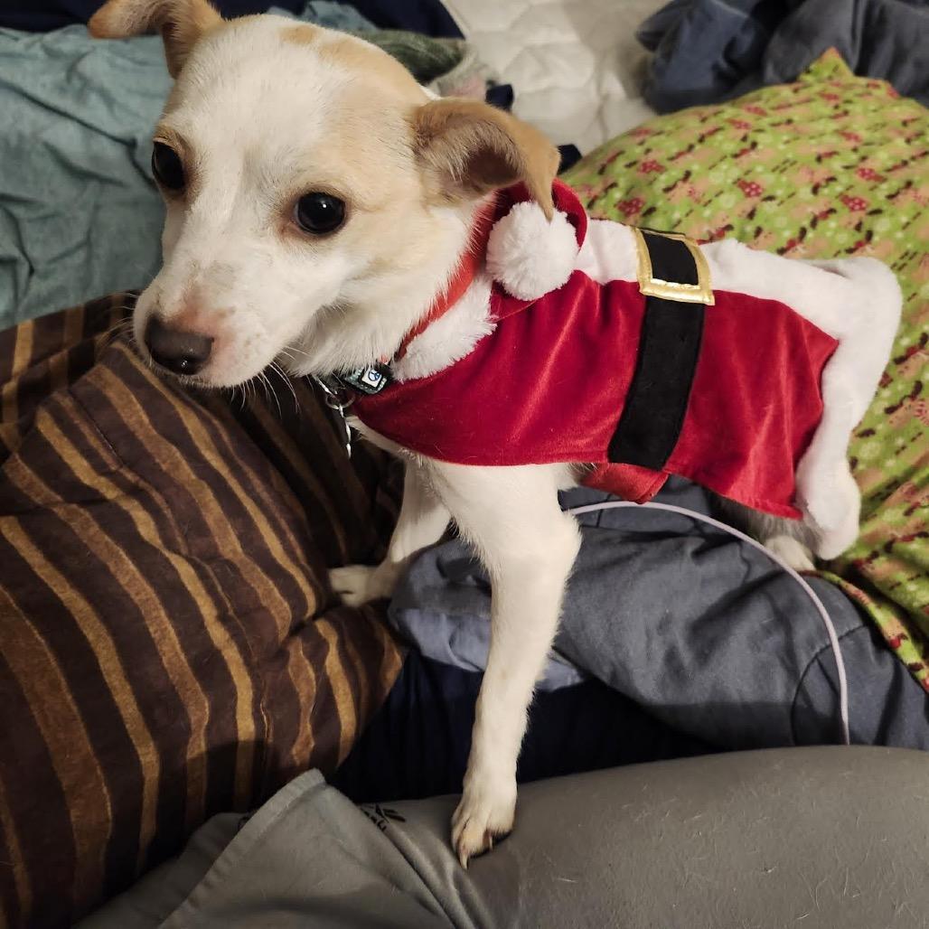 Enlarge Lily, a Adoptable Mixed Breed in Madison, WI image 3/6