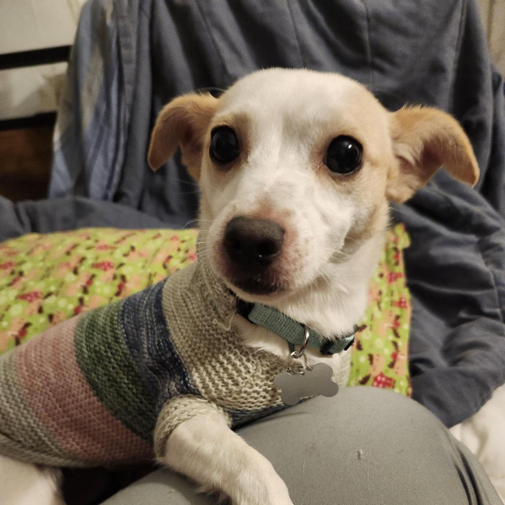 Enlarge Lily, a Adoptable Mixed Breed in Madison, WI image 4/6