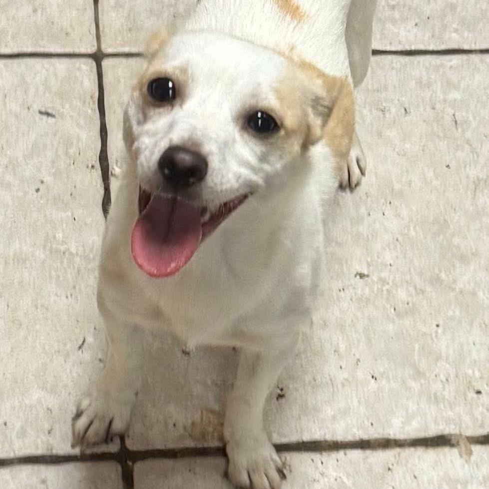 Enlarge Lily, a Adoptable Mixed Breed in Madison, WI image 5/6