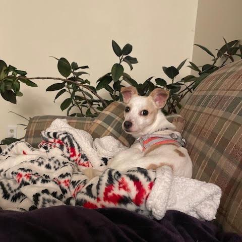 Enlarge Lily, a Adoptable Mixed Breed in Madison, WI image 6/6