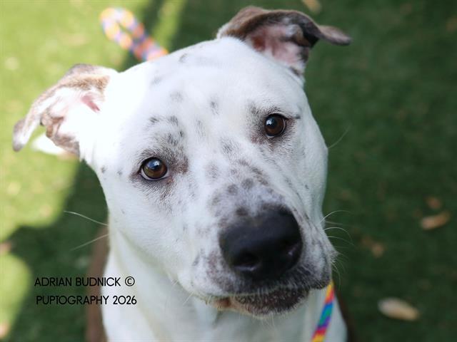 Bogey, ADOPTABLE, Adult Male Mixed Breed.