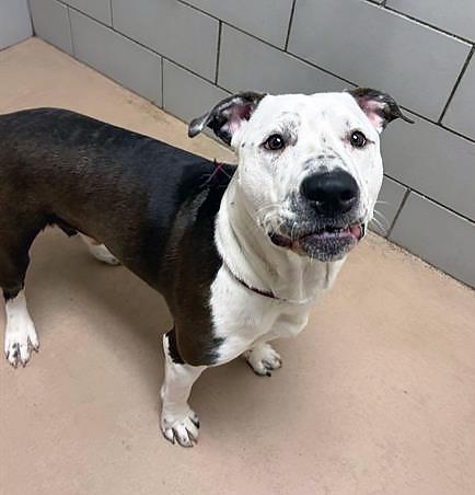Enlarge Bogey, a ADOPTABLE Mixed Breed in Nashville, TN image 2/2
