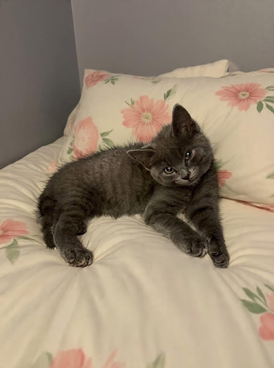 Cheetara, ADOPTABLE, Kitten Female Domestic Short Hair.
