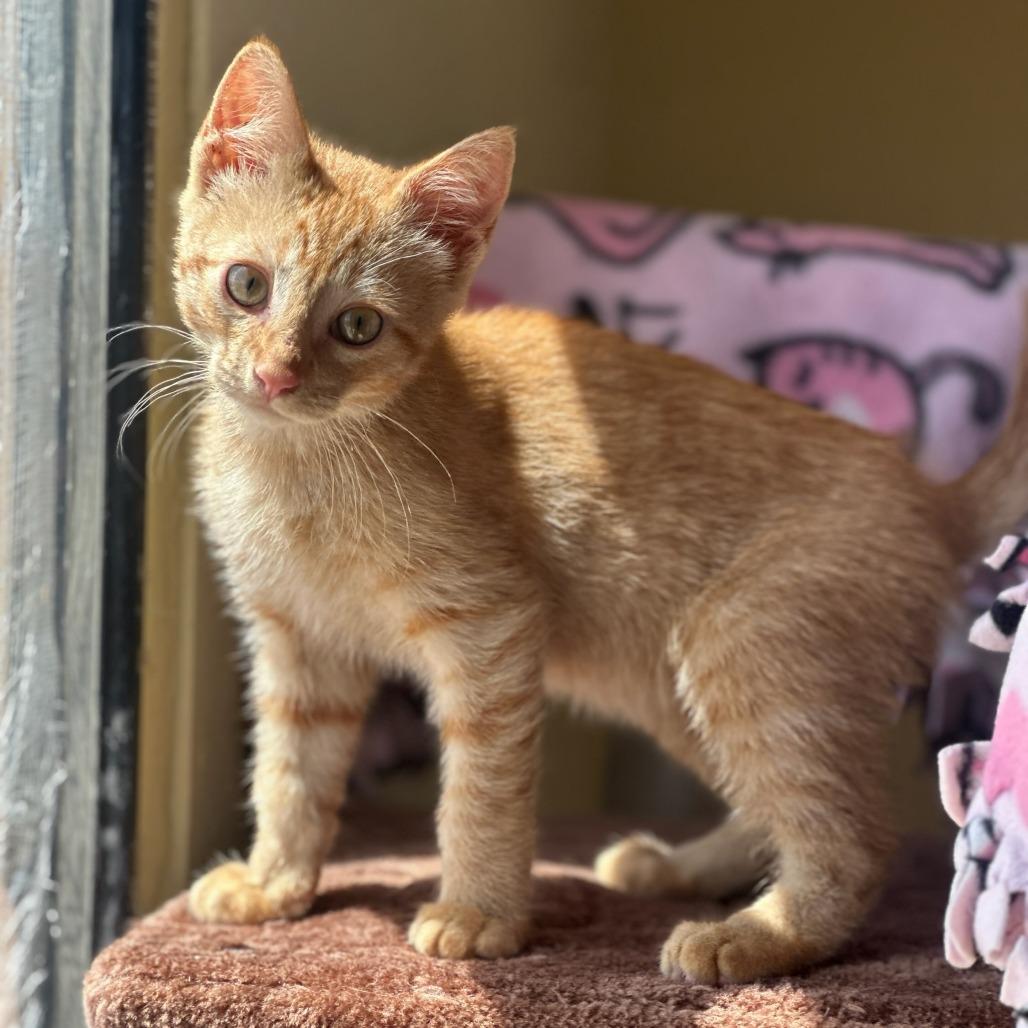 Bobby, Adoptable, Young Male Domestic Short Hair.