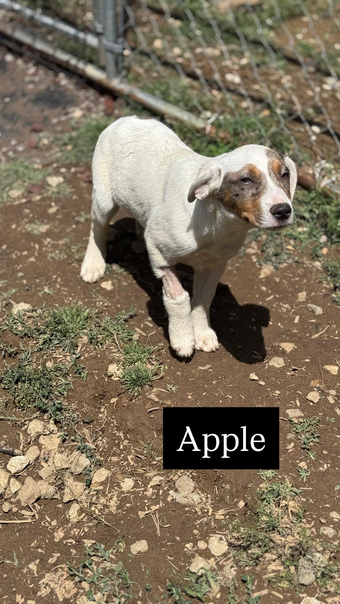 Apple, Adopted, Young Female Catahoula Leopard Dog.