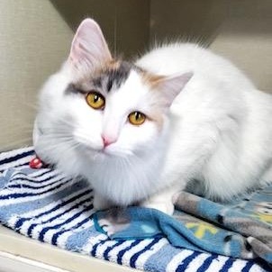 Enlarge Coconut, an adopted Domestic Medium Hair in Hutchinson, MN image 6/6