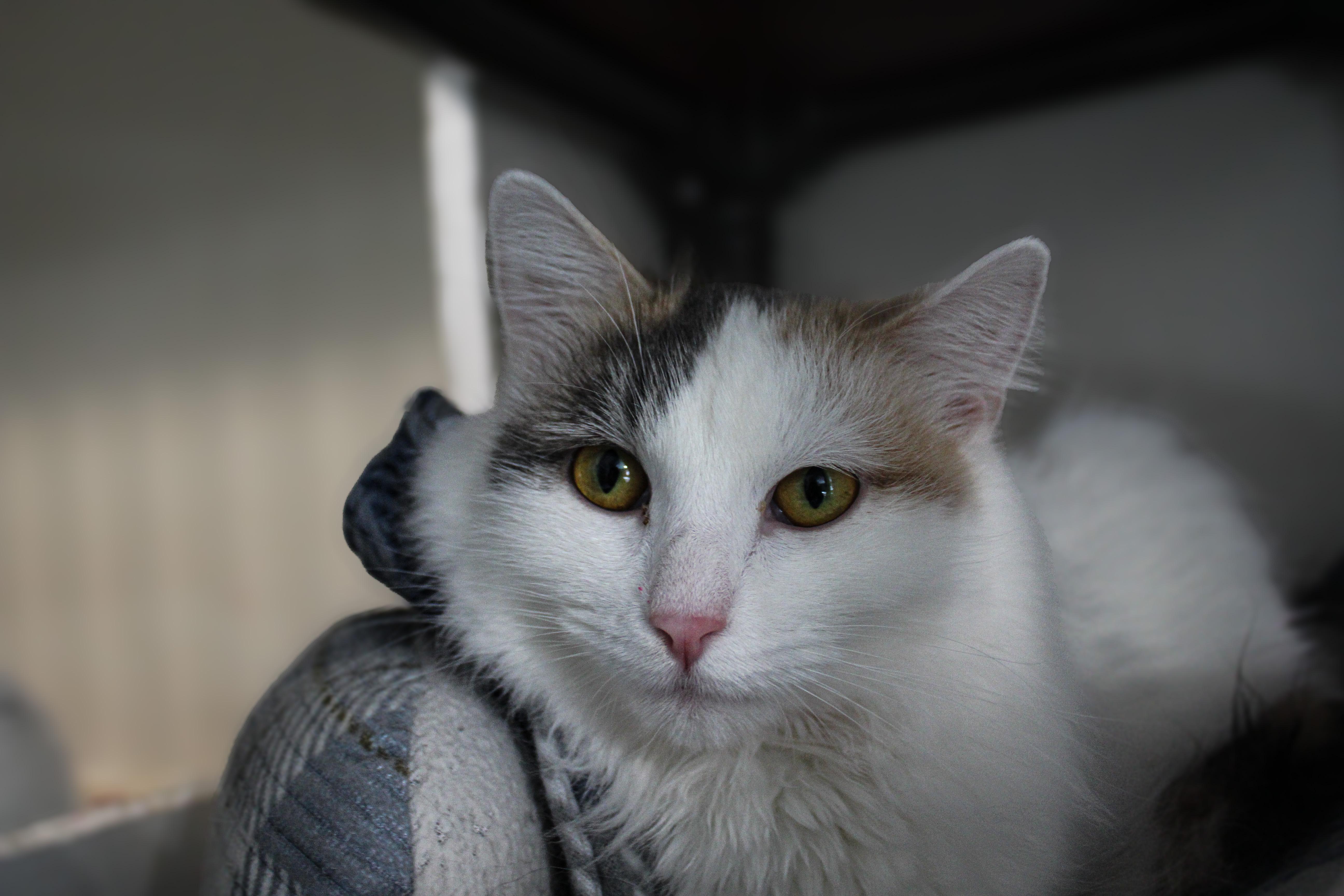 Coconut, adopted, Adult Female Domestic Medium Hair.