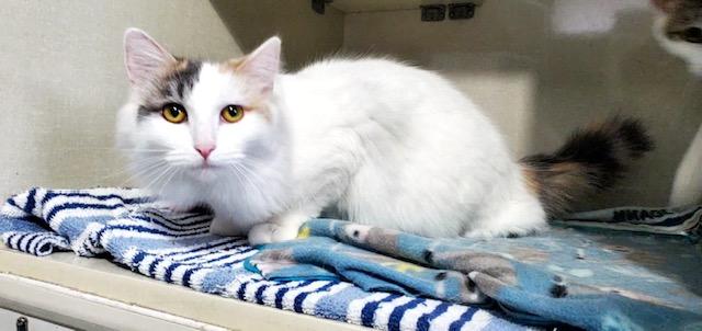 Enlarge Coconut, an adopted Domestic Medium Hair in Hutchinson, MN image 4/6