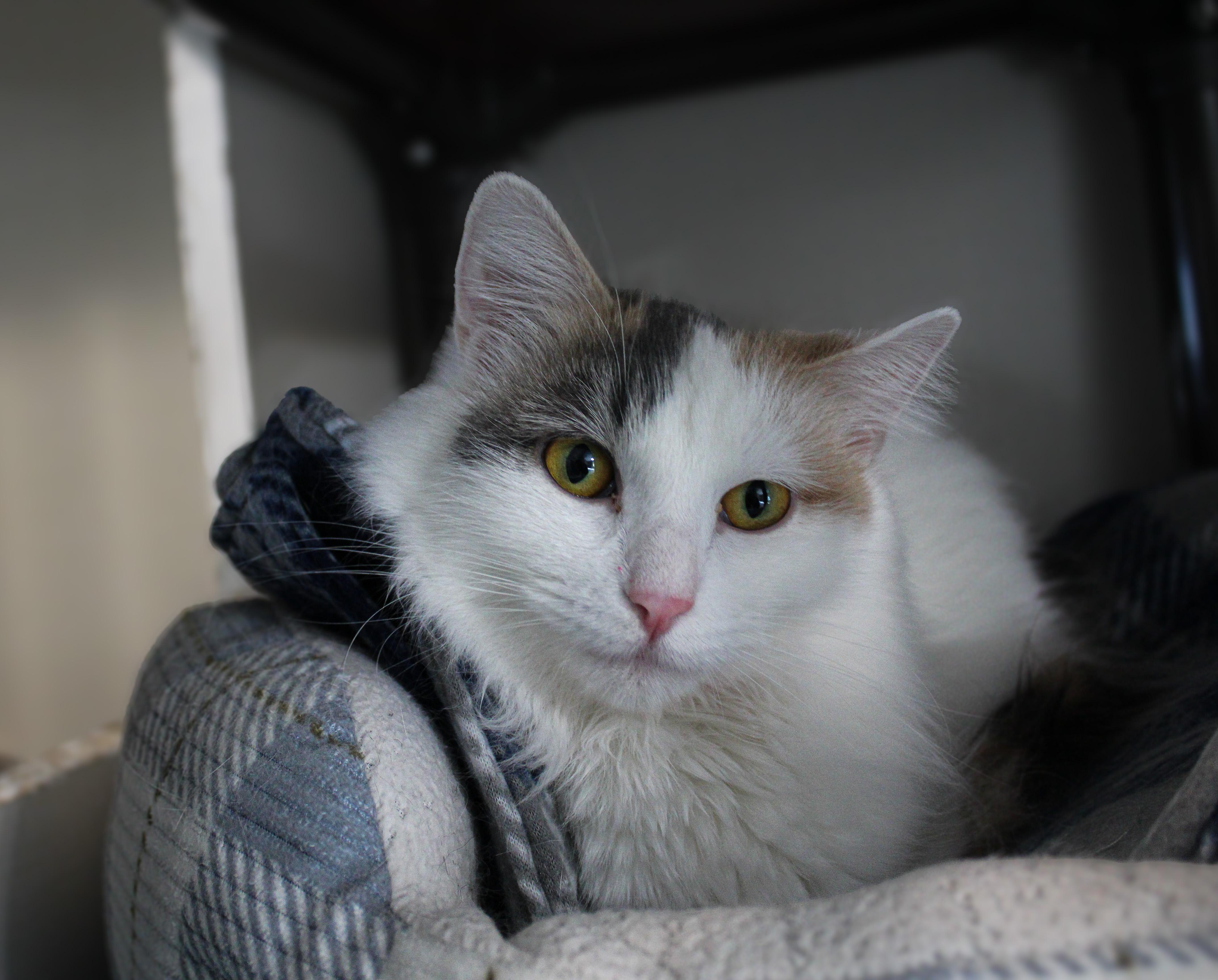 Enlarge Coconut, an adopted Domestic Medium Hair in Hutchinson, MN image 3/6