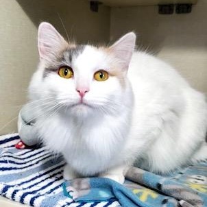 Enlarge Coconut, an adopted Domestic Medium Hair in Hutchinson, MN image 2/6