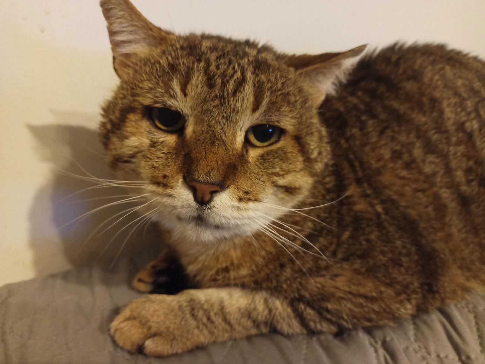 Enlarge Nunchucks, a Adoptable Domestic Short Hair in Camden, SC image 1/3