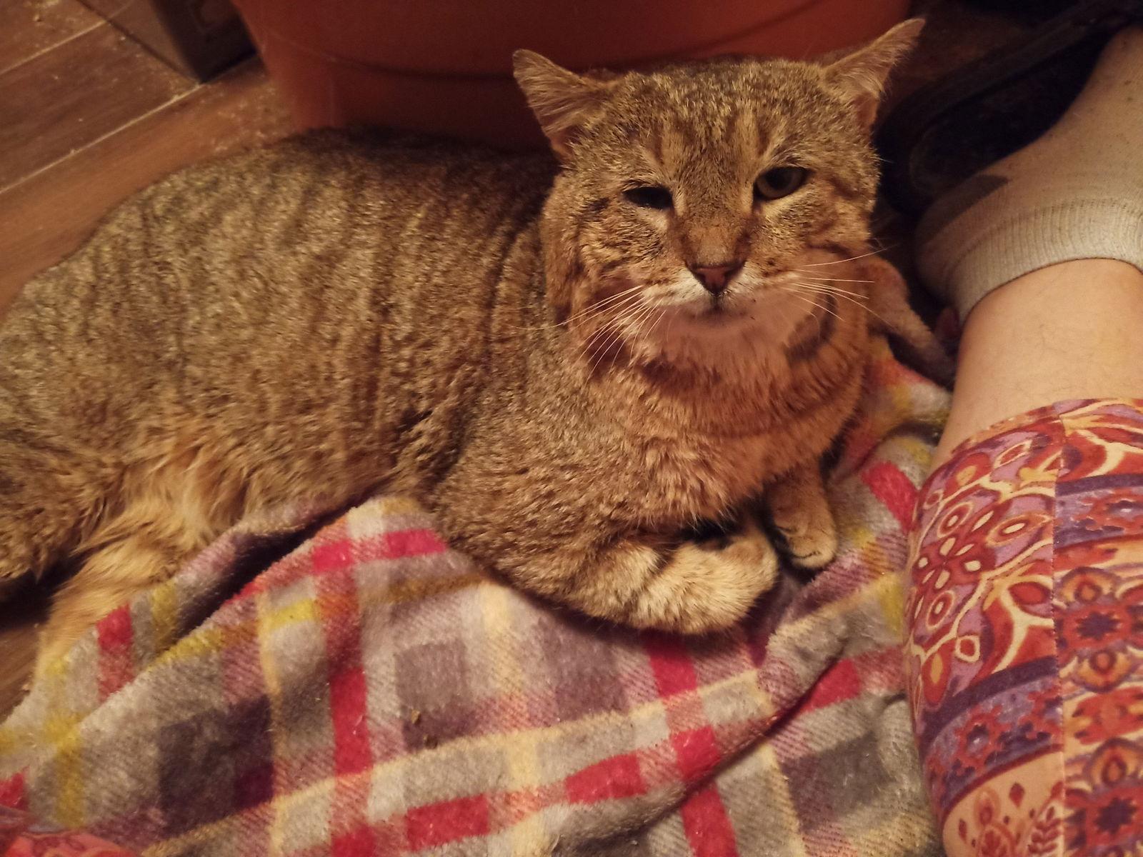 Enlarge Nunchucks, a Adoptable Domestic Short Hair in Camden, SC image 2/3