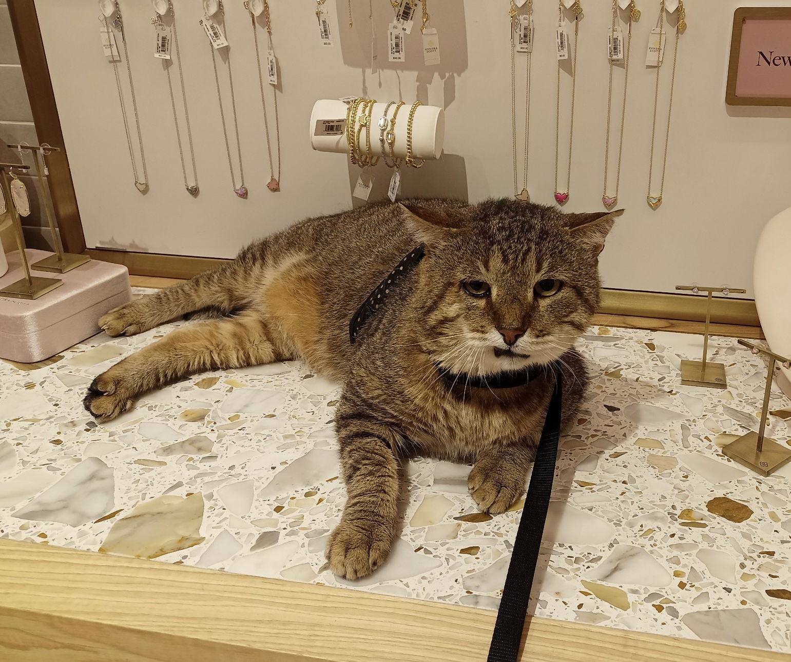 Enlarge Nunchucks, a Adoptable Domestic Short Hair in Camden, SC image 3/3