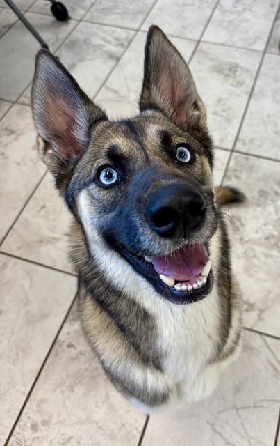NALA, Adoptable, Young Female Belgian Shepherd / Malinois & Siberian Husky.