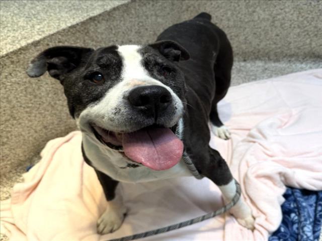 Enlarge WALDO, a Adoptable Mixed Breed in Los Angeles, CA image 1/1