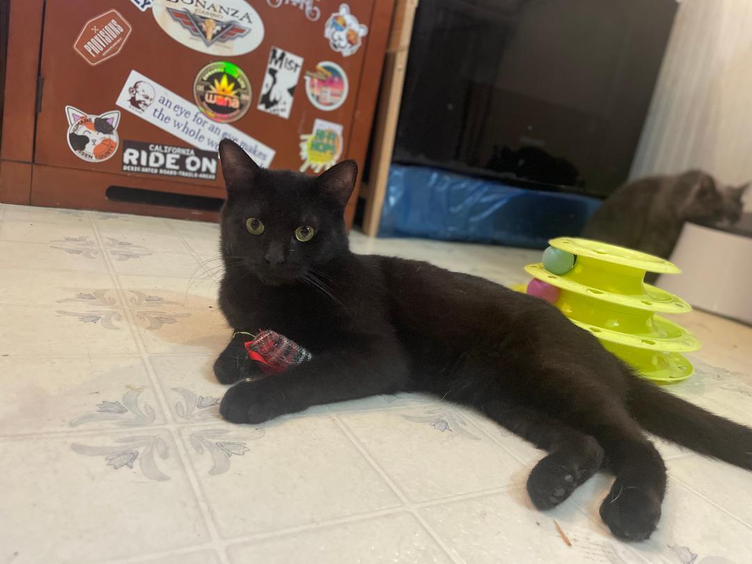 Oscar , an adopted American Shorthair in Susanville, CA image 4/4