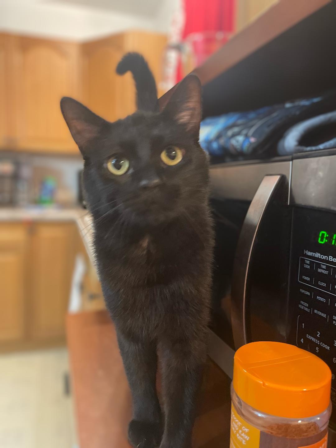 Oscar , an adopted American Shorthair in Susanville, CA image 3/4