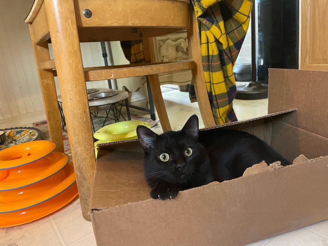 Oscar , an adopted American Shorthair in Susanville, CA image 1/4