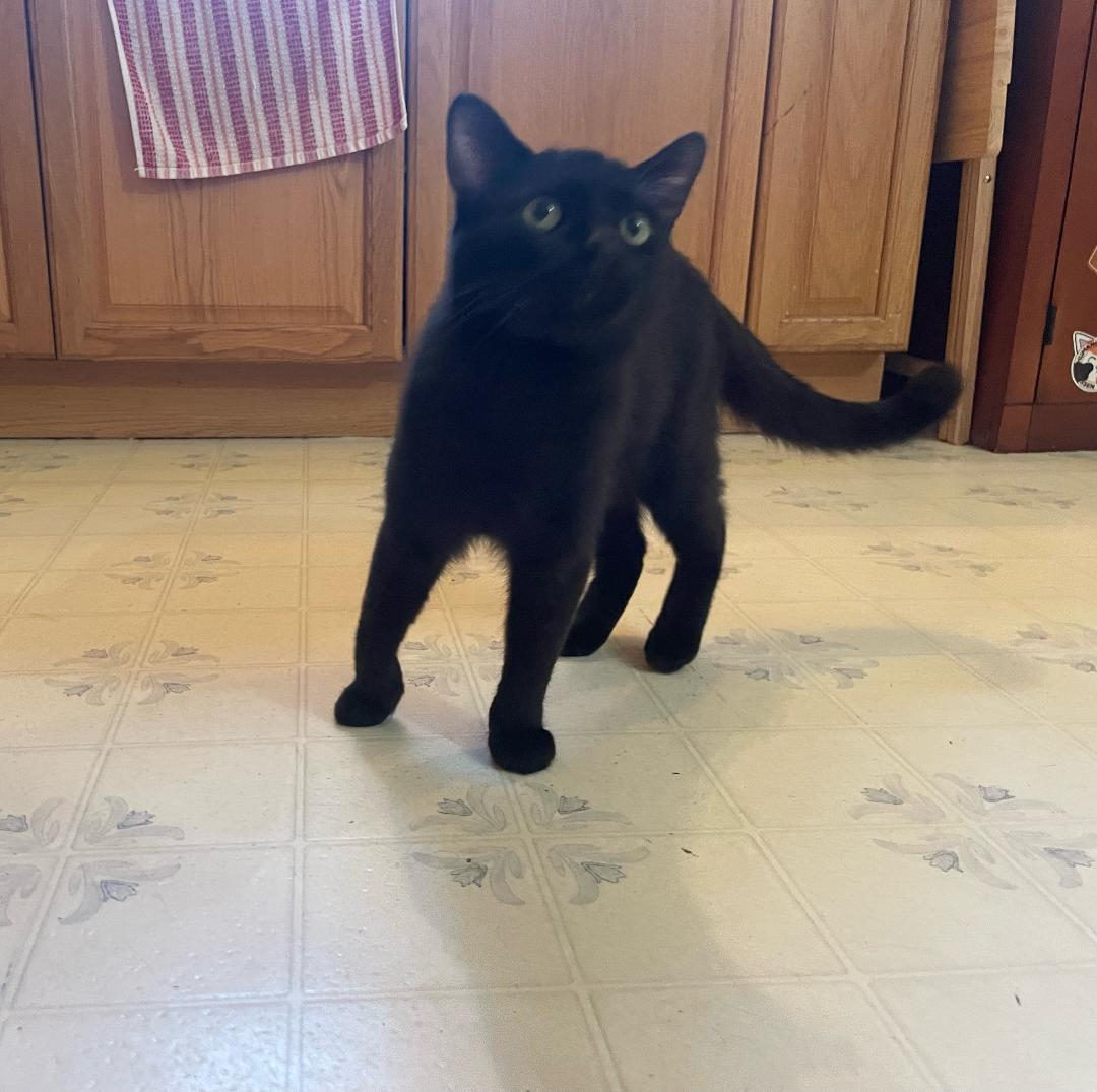 Oscar , an adopted American Shorthair in Susanville, CA image 2/4