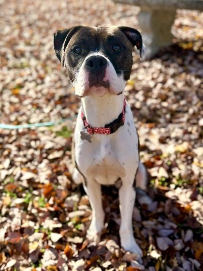 Enlarge Sweet Pea, a Adoptable mixed breed in King William, VA image 1/2
