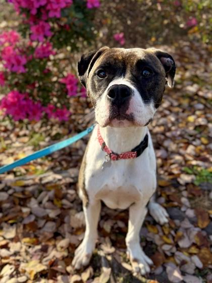 Enlarge Sweet Pea, a Adoptable mixed breed in King William, VA image 2/2