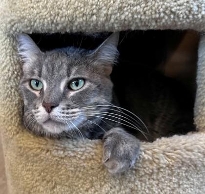 Enlarge Kizzy, a ADOPTABLE Domestic Short Hair in Downers Grove, IL image 2/3