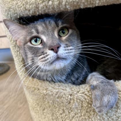 Kizzy, ADOPTABLE, Adult Female Domestic Short Hair.