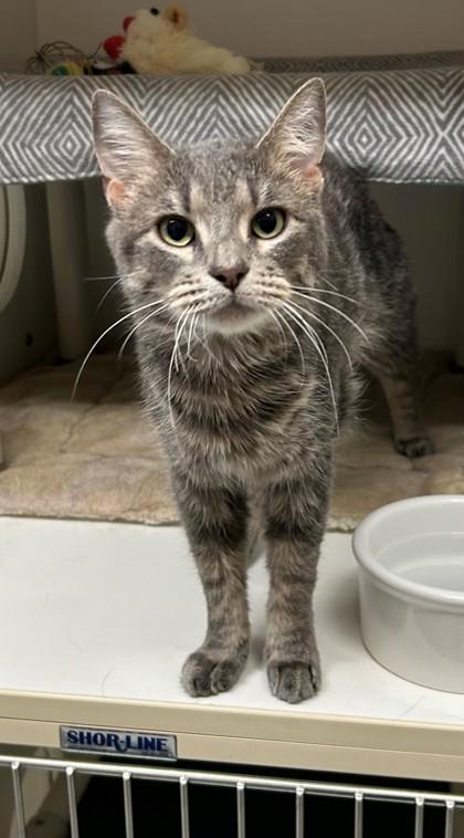 Enlarge Kizzy, a ADOPTABLE Domestic Short Hair in Downers Grove, IL image 3/3