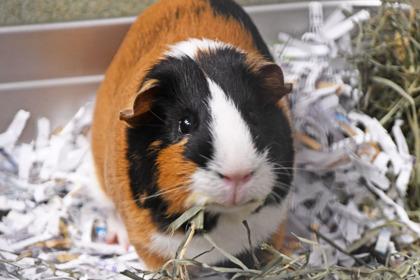 Hiccup, Adoptable, Adult Male Guinea Pig & Guinea Pig.