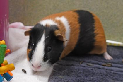 Enlarge Hiccup, a Adoptable mixed breed in Scotia, NY image 2/3