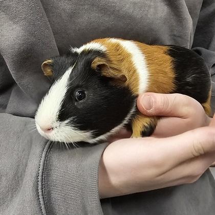 Hiccup, Adoptable, Adult Male Guinea Pig & Guinea Pig.