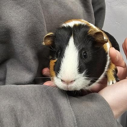 Enlarge Hiccup, a Adoptable mixed breed in Scotia, NY image 2/2