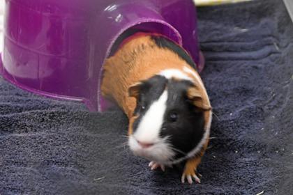 Enlarge Hiccup, a Adoptable mixed breed in Scotia, NY image 3/3