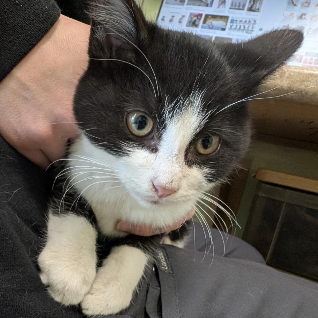 Enlarge Mr. Kringle, a Adoptable Domestic Short Hair in Warren, PA image 1/1