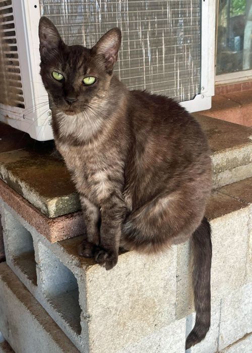 Enlarge Haley, a Adoptable mixed breed in Palo Cedro, CA image 1/2