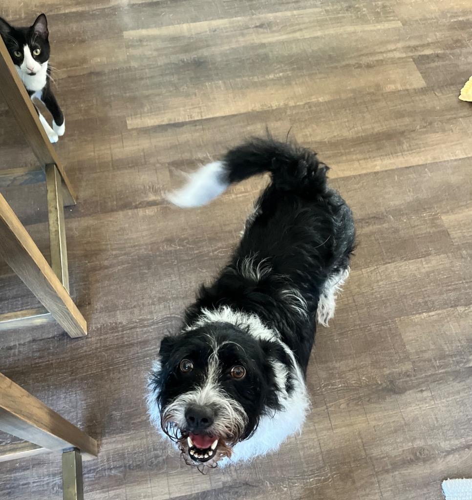 Jack, a Adoptable mixed breed in Effingham, IL image 3/5