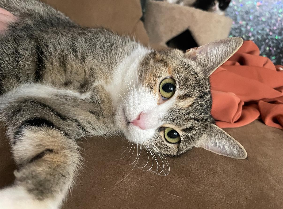 Enlarge Lottie, an adopted Domestic Short Hair in Oceanside, CA image 4/4