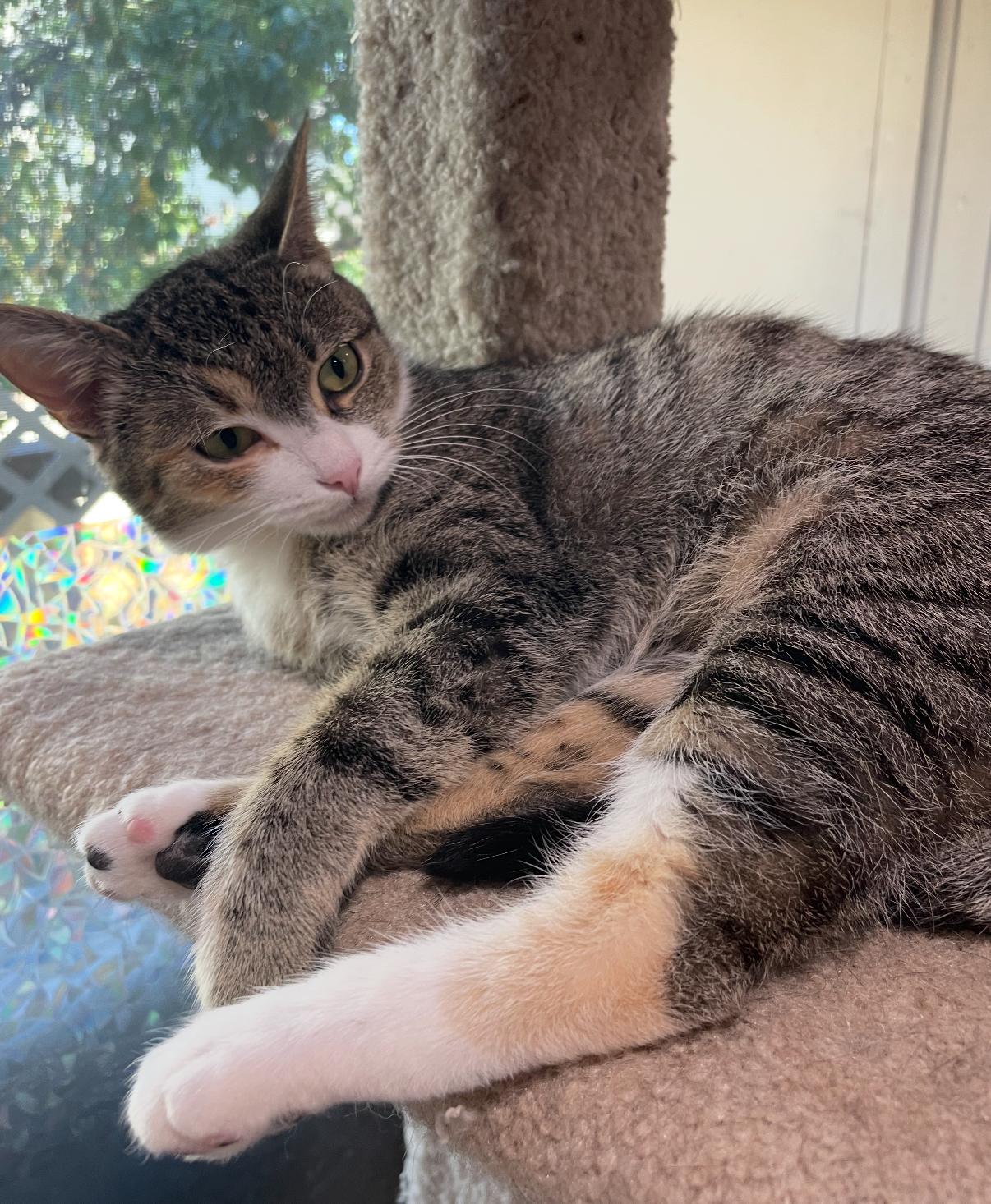 Enlarge Lottie, an adopted Domestic Short Hair in Oceanside, CA image 2/4