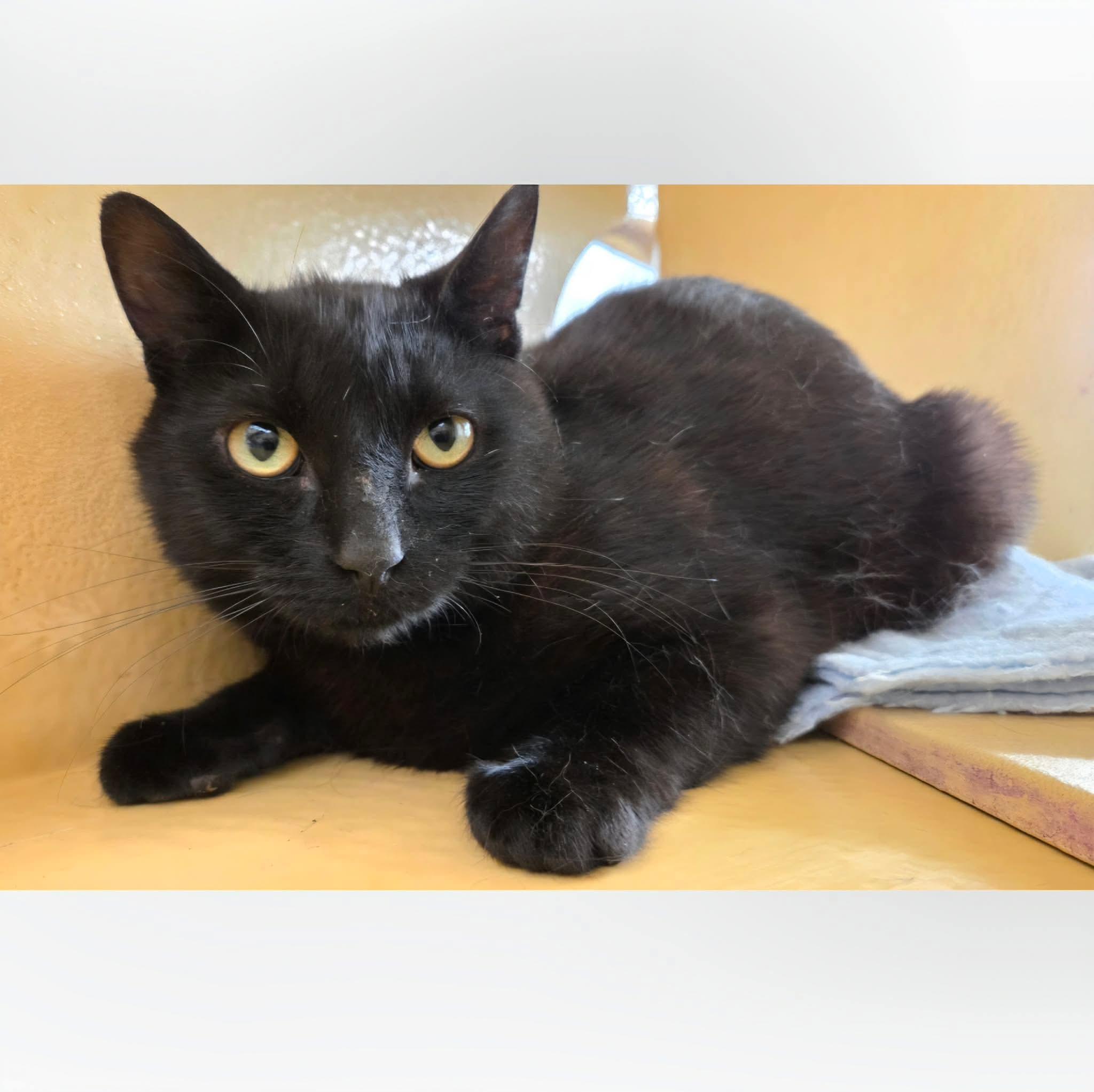 River Rock, ADOPTABLE, Young Male Domestic Short Hair.