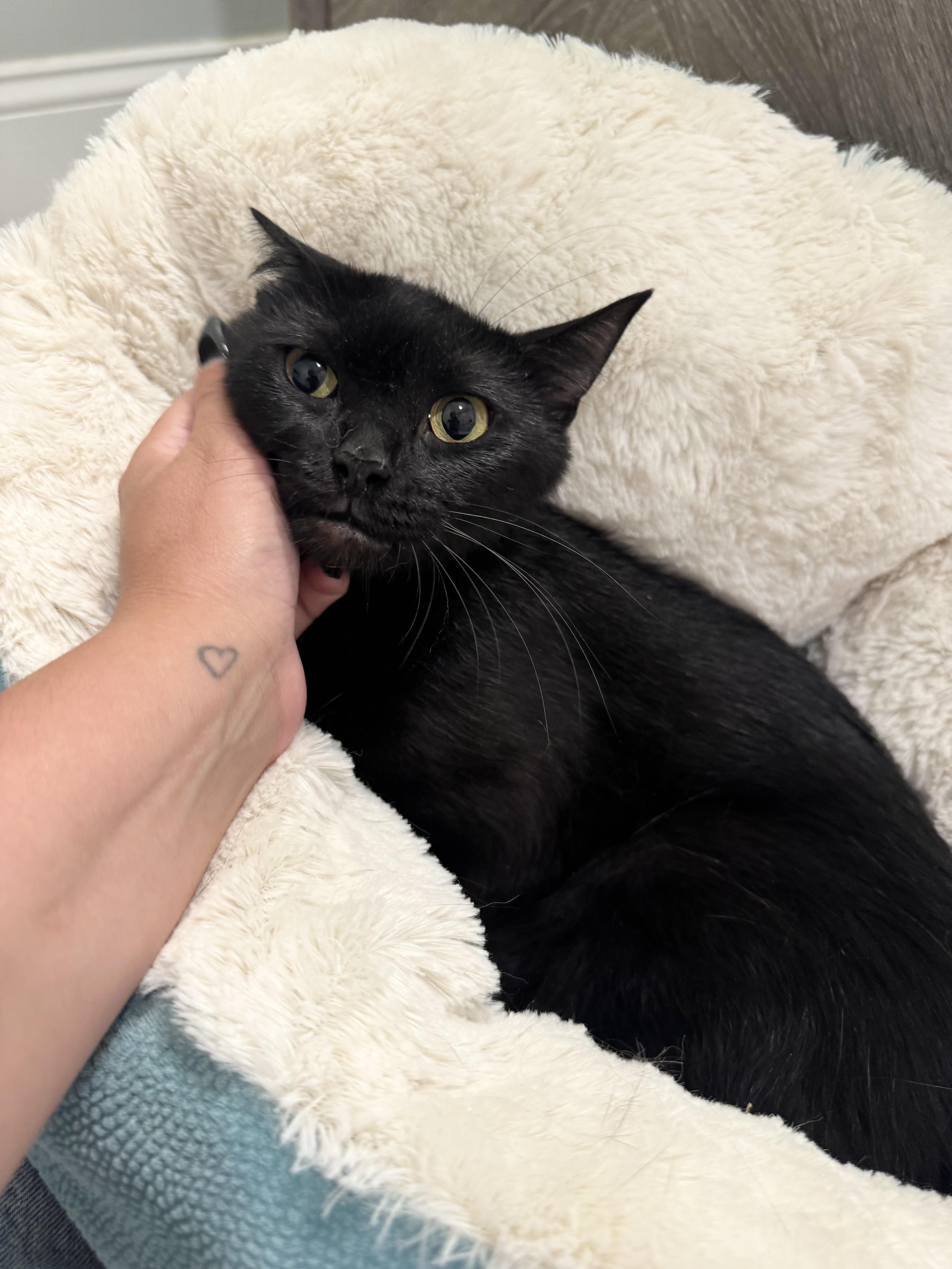 JELLY, a Adoptable mixed breed in Kennebunk , ME image 1/5