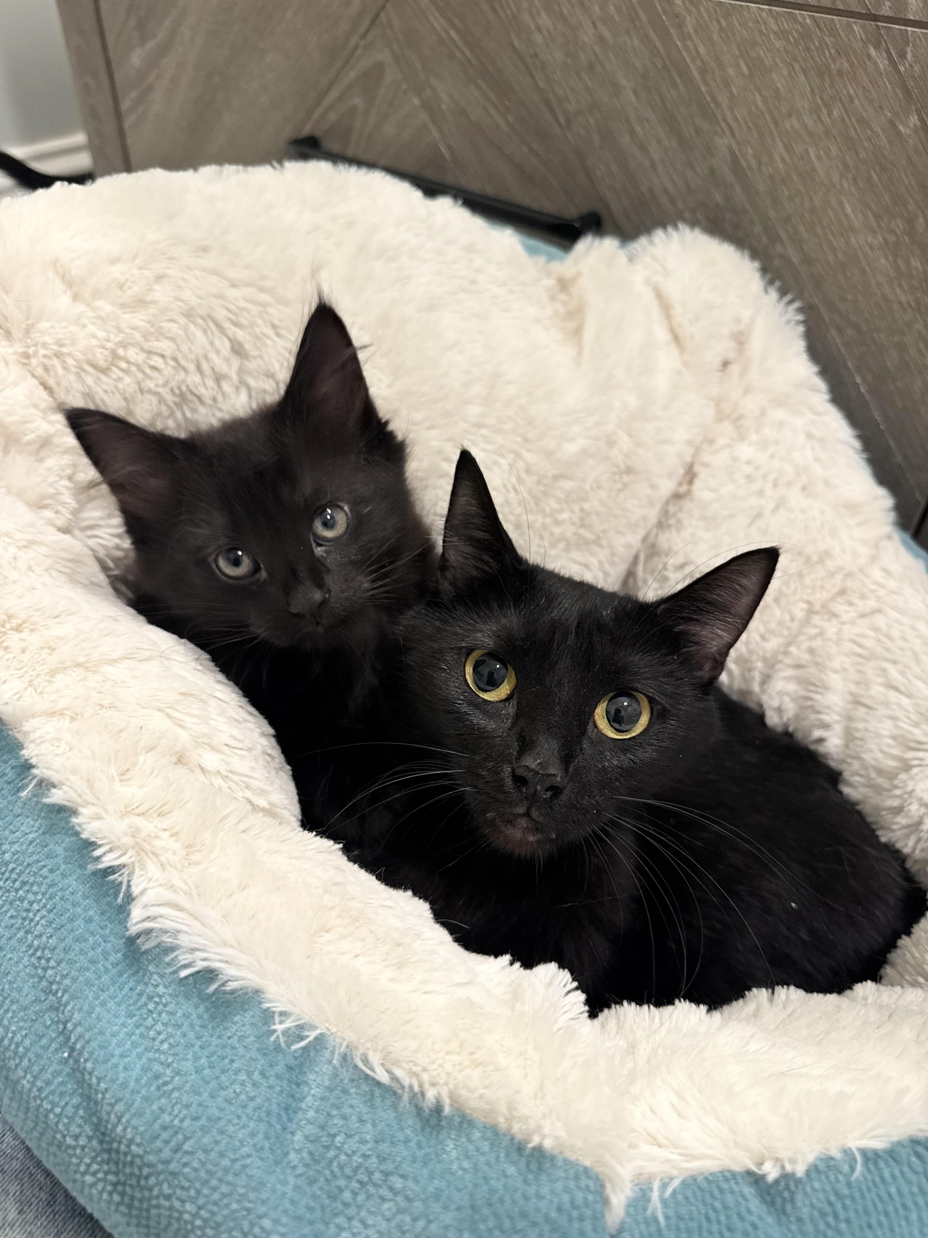 JELLY, a Adoptable mixed breed in Kennebunk , ME image 3/5