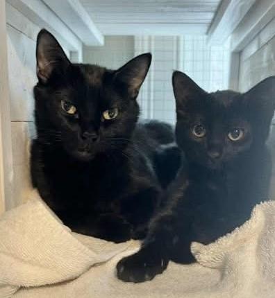 Enlarge Jelly & Peach, a Adoptable mixed breed in Kennebunk , ME image 1/5
