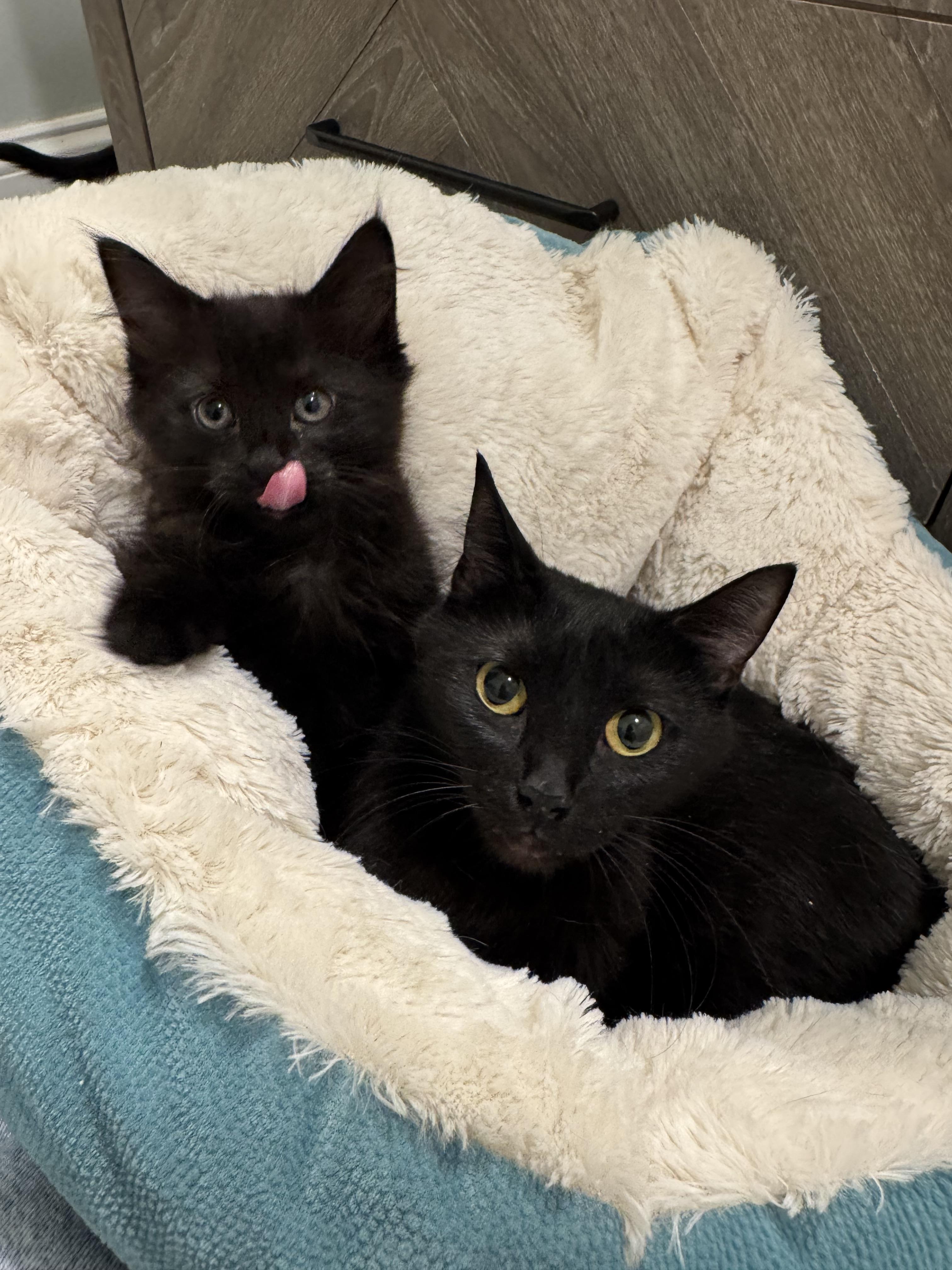 JELLY, a Adoptable mixed breed in Kennebunk , ME image 4/5