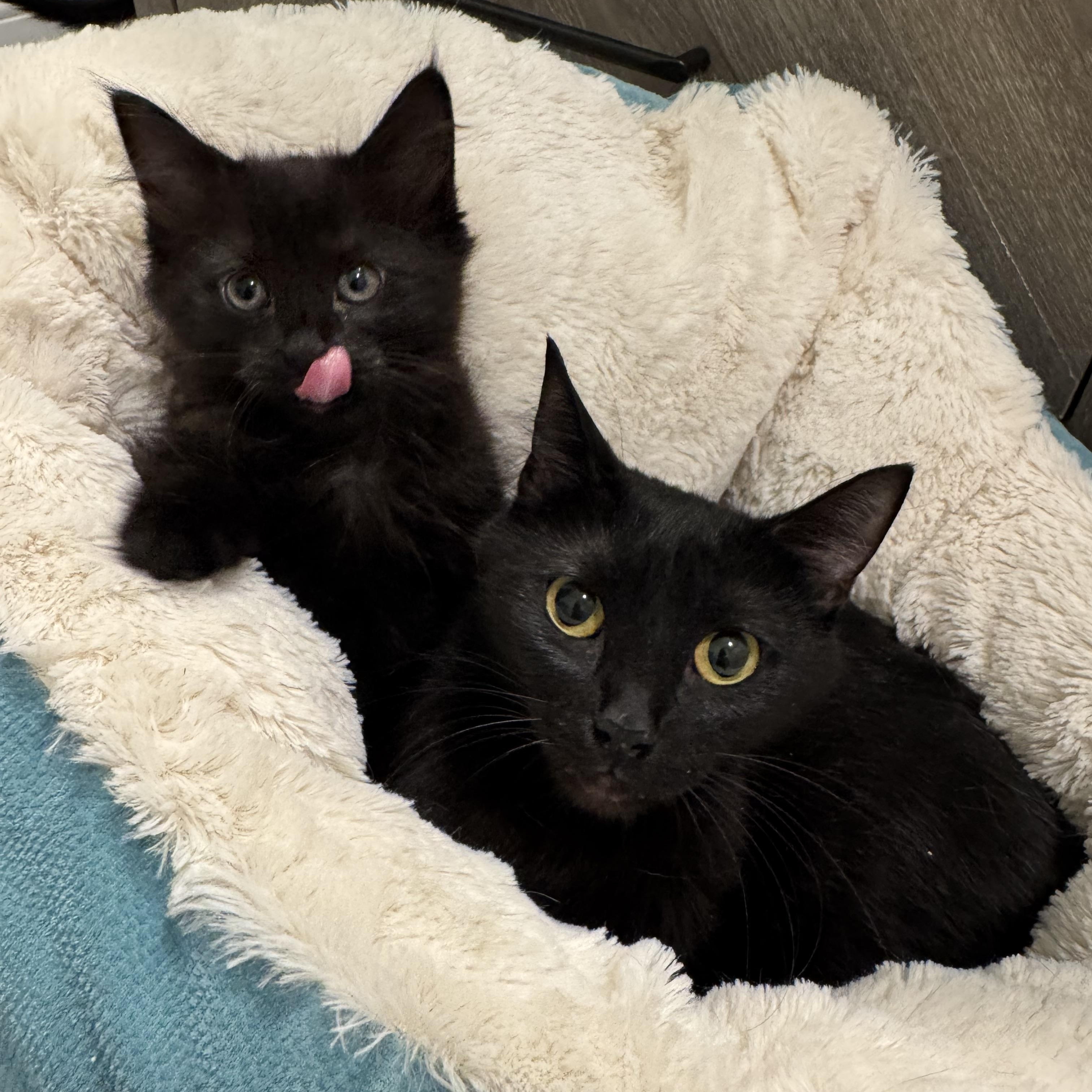 Enlarge Jelly & Peach, a Adoptable mixed breed in Kennebunk , ME image 3/5