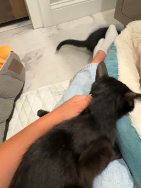 Enlarge JELLY, a Adoptable mixed breed in Kennebunk , ME video 5/5