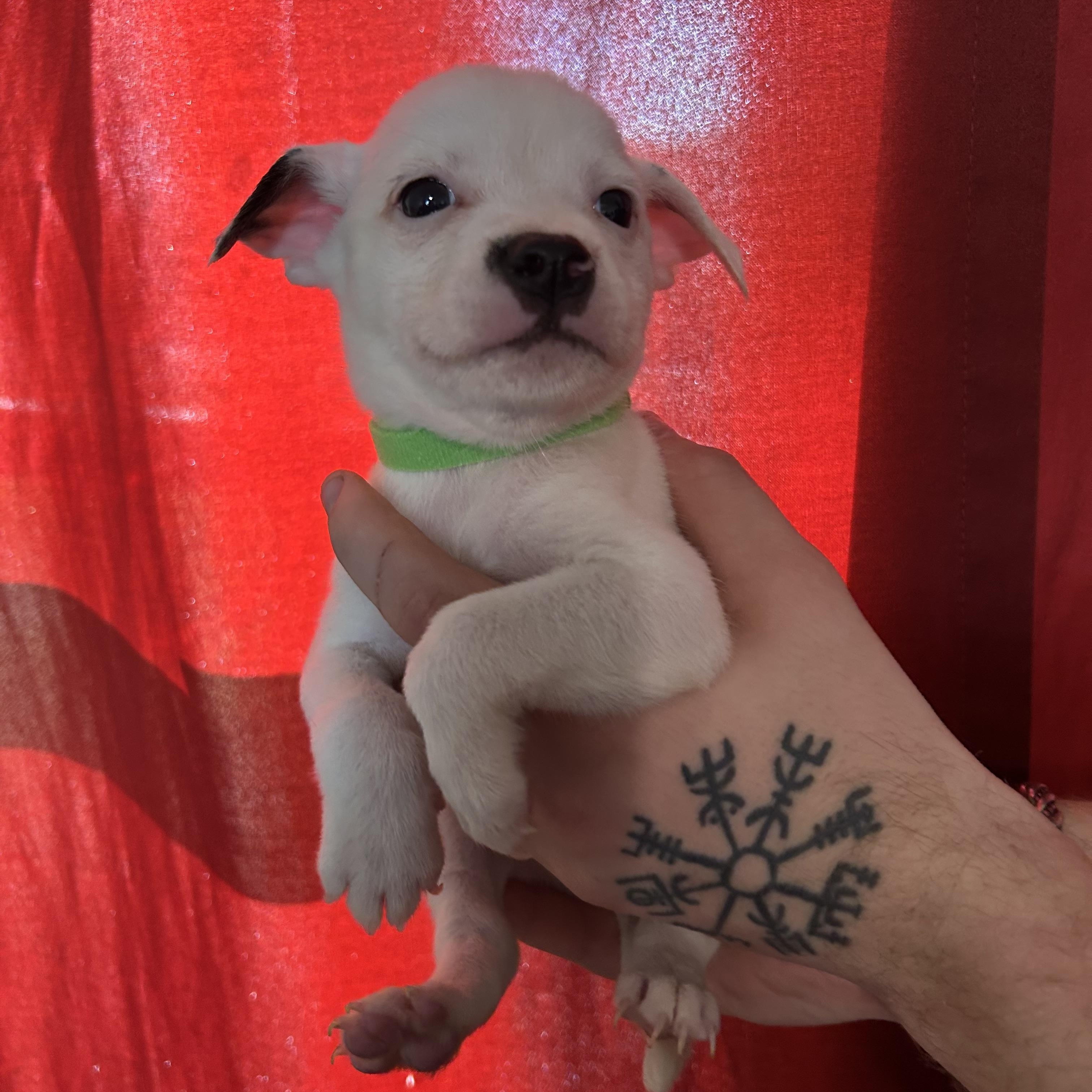 Enlarge Lucky, an adopted mixed breed in Fresno, CA image 1/1