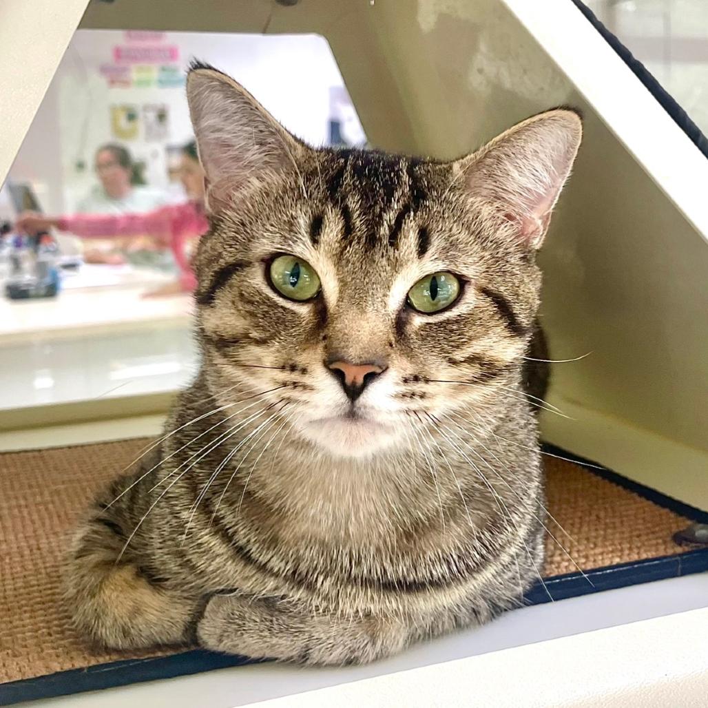 Messi, Adoptable, Adult Male Domestic Short Hair.