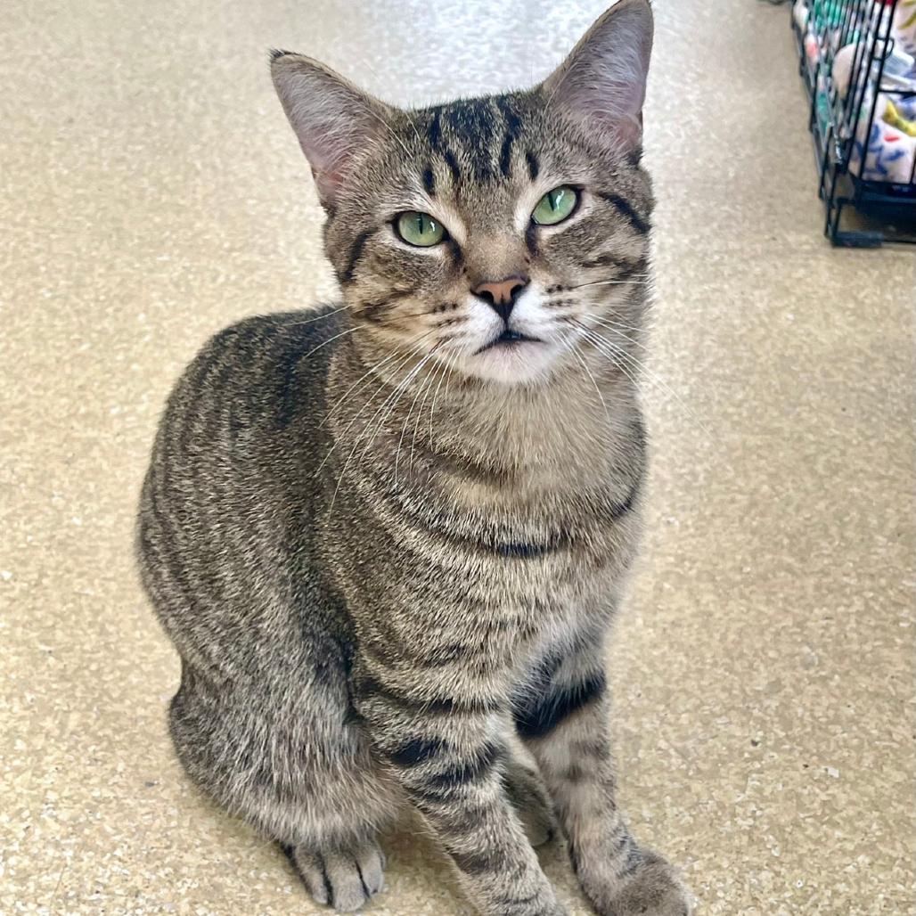 Enlarge Messi, a Adoptable Domestic Short Hair in Deerfield, IL image 2/3